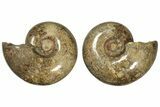 Honey-Orange Ammonite (Argonauticeras) - Befandriana, Madagascar #227471-3